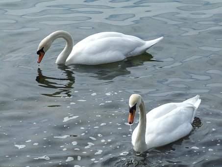 Free Swan Swans photo and picture