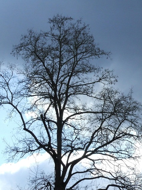 Free Wintry Tree Tree Without Foliage photo and picture