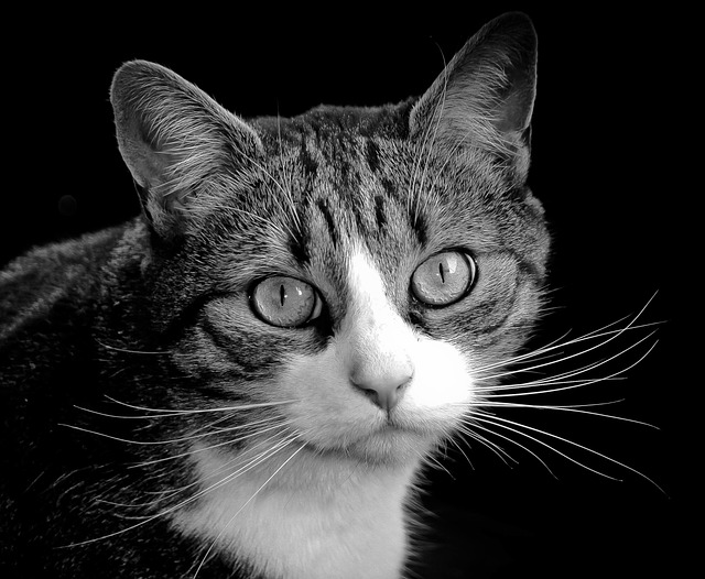 Katzenartig, Tier, Katze, Flauschige