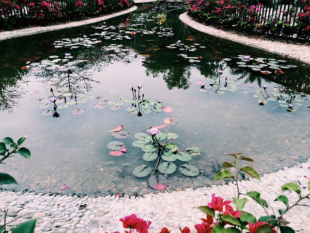 Free Lotus Pond photo and picture