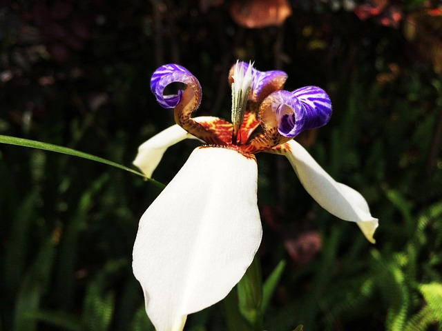 Free Spring Flowers photo and picture