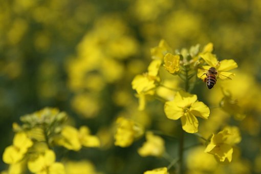 Free Rape Flowers Bee photo and picture