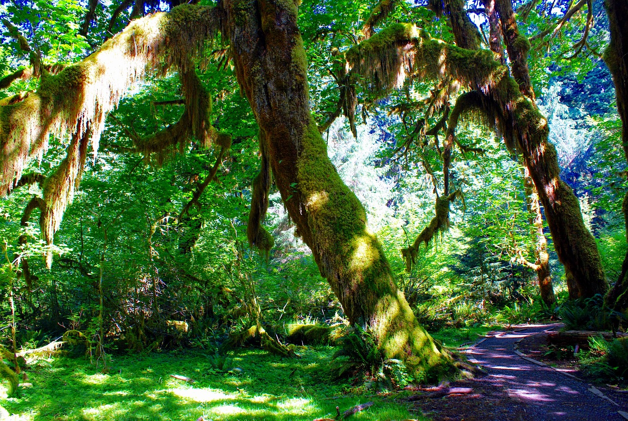 1+ Free Hoh Xil & Forks Washington Images - Pixabay
