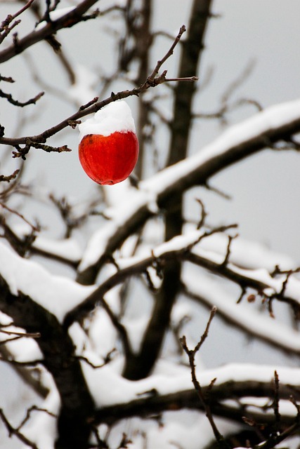 Apple, Inverno, Natureza, Neve