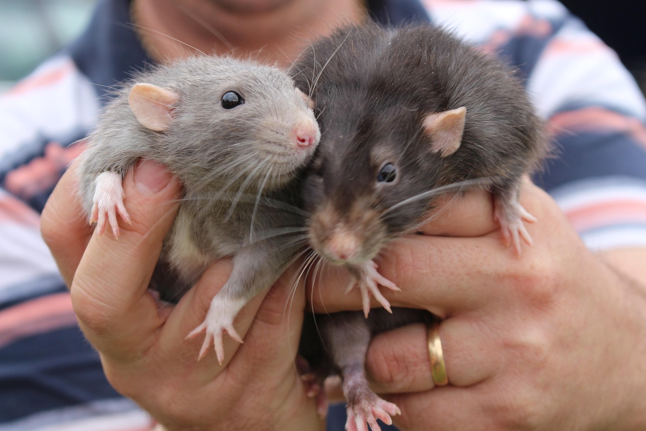Animals Rats Cute Free photo on Pixabay Pixabay