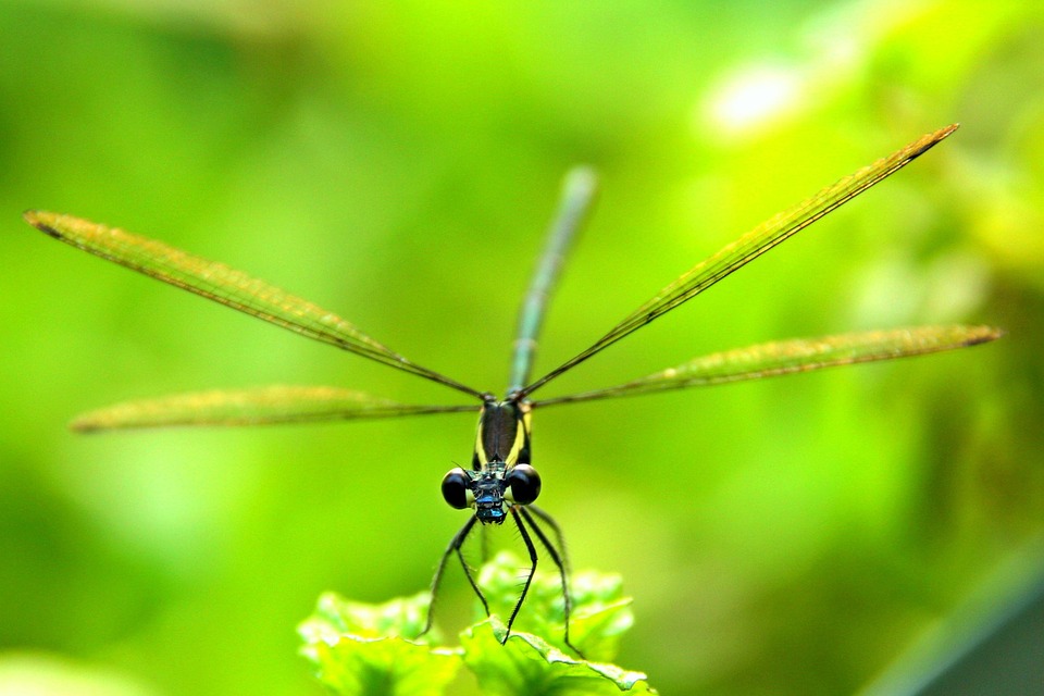 Insecte Scarabée - Photo gratuite sur Pixabay - Pixabay