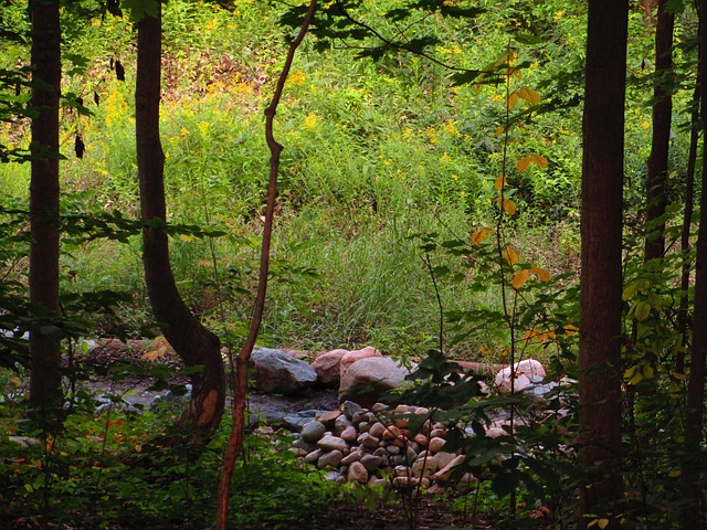 Forest Yellow Rocks Rocks Yellow Light Forest Tall - Free photo on Pixabay