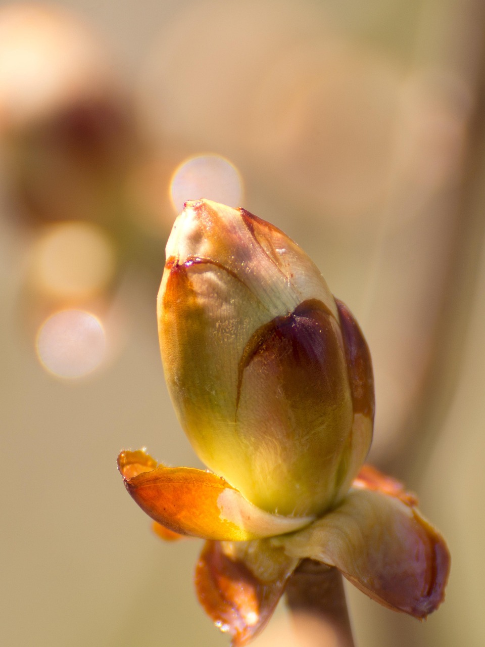 Spring Chestnut Bud - Free photo on Pixabay