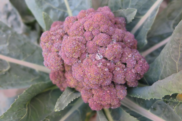 20+ Free Brocoli & Broccoli Images - Pixabay