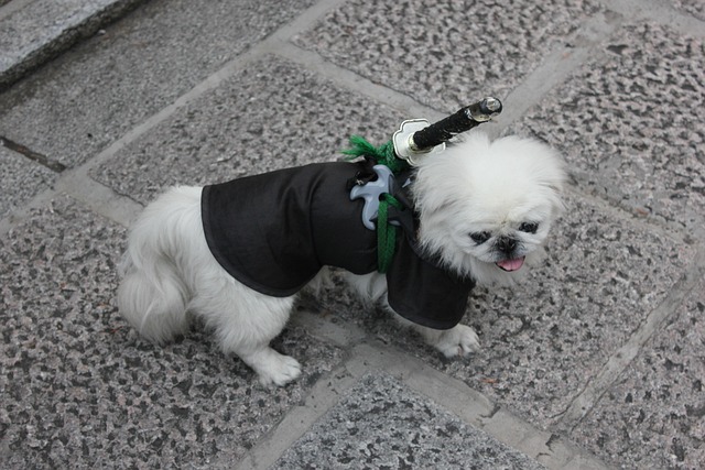 Hund, Weiß, Samurai, Schwert