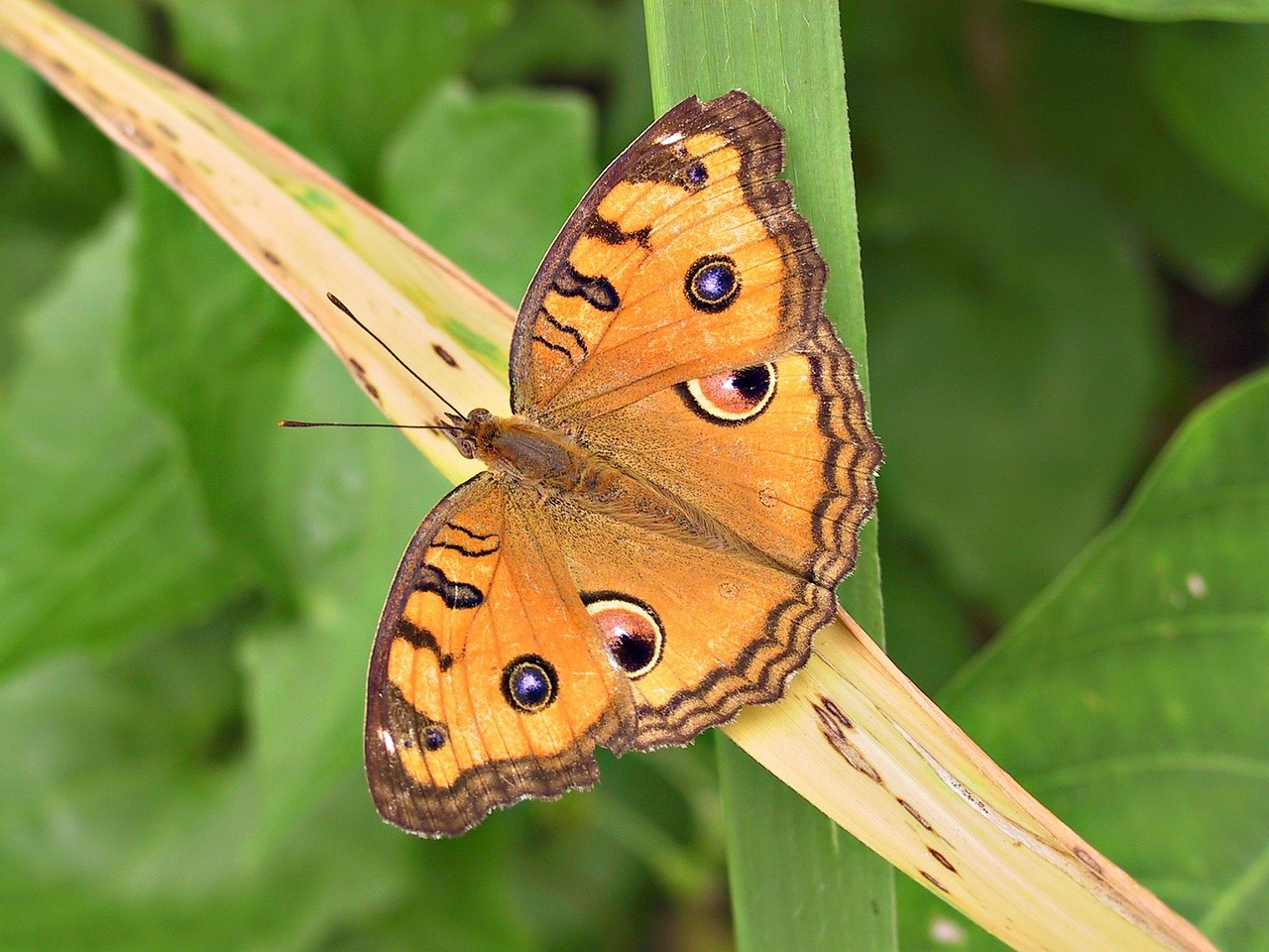 Schmetterling Mit Augen Auf Den Flügeln fity.club