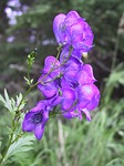 monkshood, flower, plant