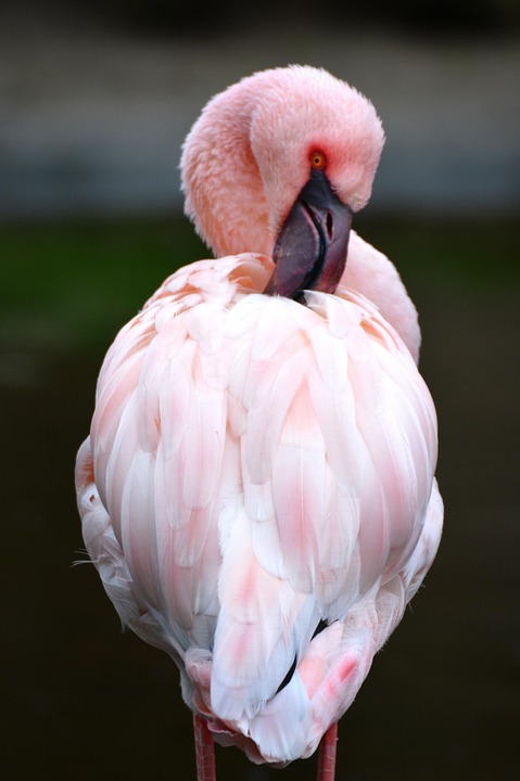 Flamingo Pink Hewan Foto Gratis Di Pixabay