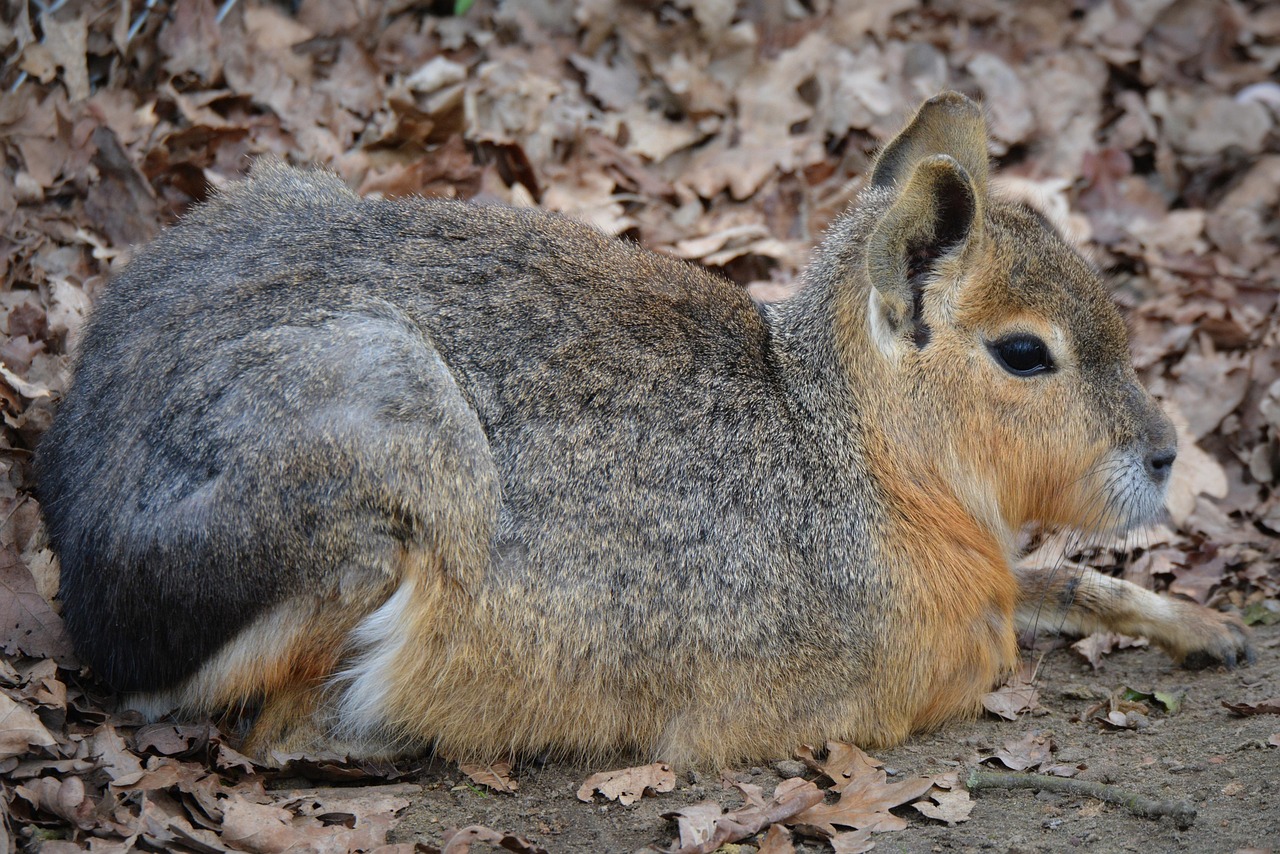 40+ Free Patagonian & Patagonian Mara Images - Pixabay