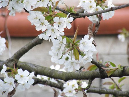 Blomster, Hvid Blomst, Tilsluttet, Træ