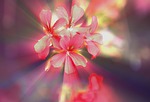 flowers, a small bunch, geranium