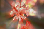 flowers, a small bunch, geranium