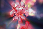 flowers, a small bunch, geranium
