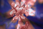 flowers, a small bunch, geranium