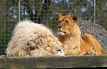lion, lioness, big cats