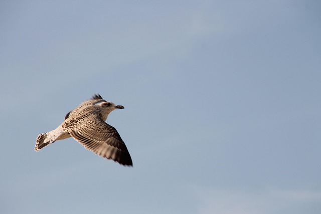 Free Gull Flight photo and picture