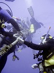 diving, underwater, divers