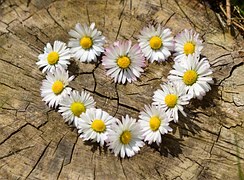 Daisy, Heart, Flowers, Flower Heart