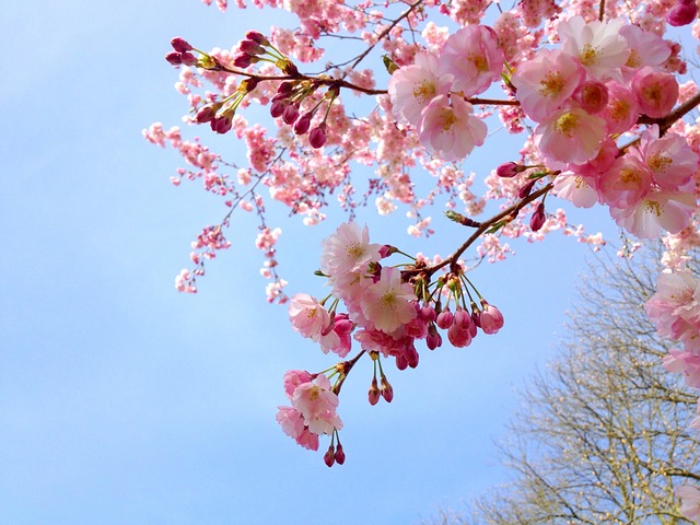 Free Sakura Cherry photo and picture