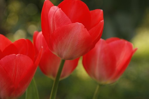 Tulipan, Rød, Åben, Sommer, Forår