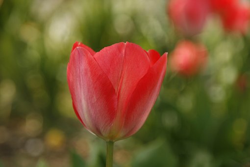 Tulipan, Rød, Åben, Sommer, Forår
