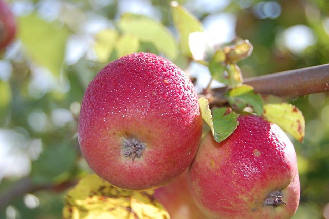 Free Red Apples photo and picture