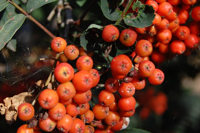 Free Berry Orange photo and picture