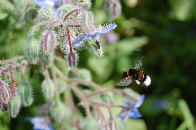 Free Dragon Bee photo and picture