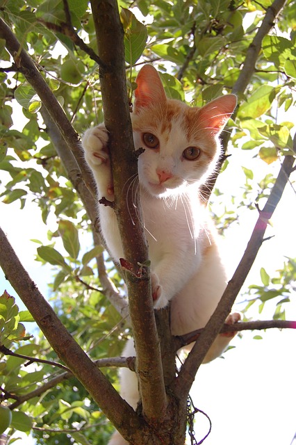 Free Cats Cat photo and picture