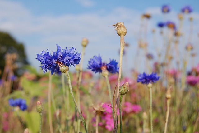 Free Cornflower Cornflowers photo and picture