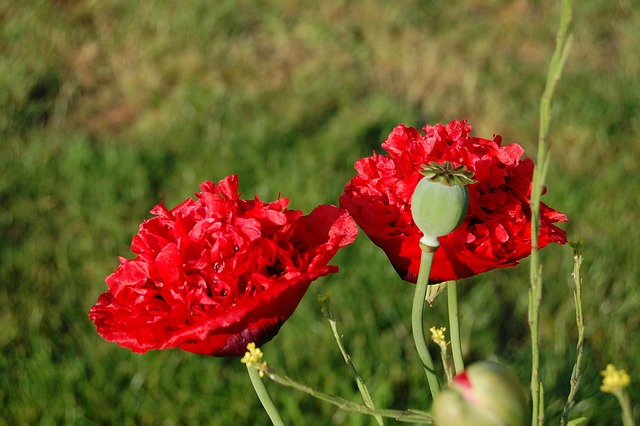 Free Poppy Red Flower photo and picture