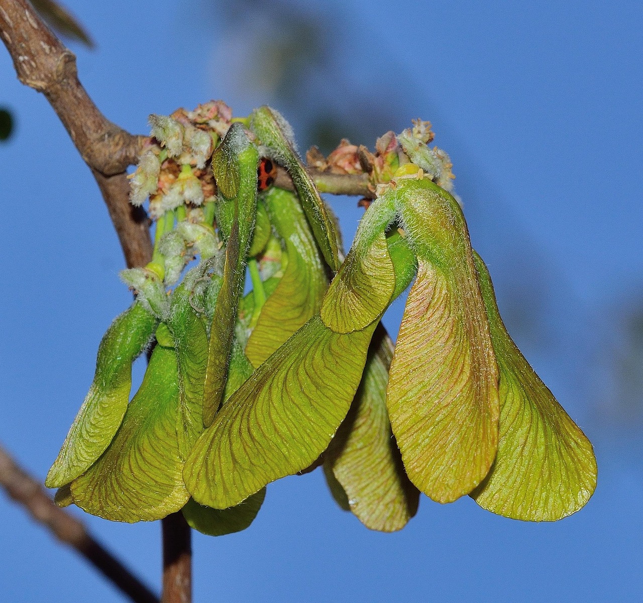 Simhar Tree 3+ Free Samar & Snake Images - Pixabay