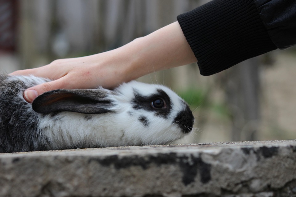 Kaninchen, Hase