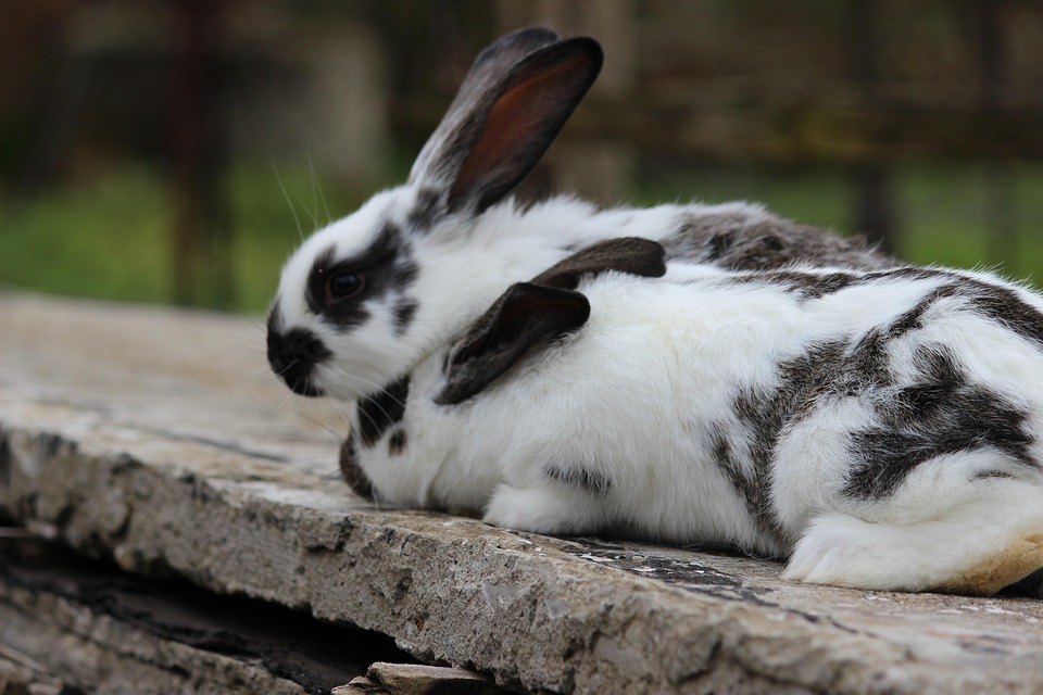 Kaninchen, Hase
