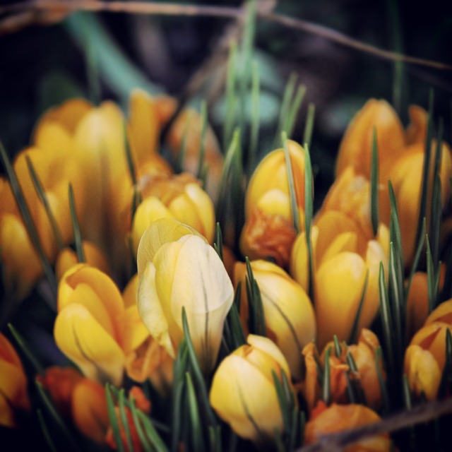 Blomst, Gul, Natur, Makro, Plante