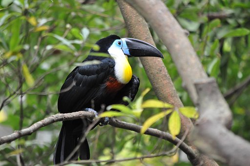 超过2 张关于 大嘴鳥 和 動物 的免费图片 超过2 张关于 大嘴鳥 和 動物 的免费图片