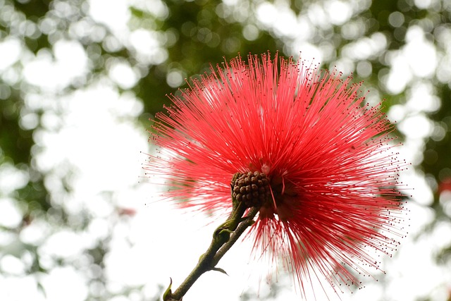 Free Flower Rad photo and picture