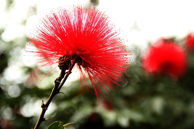 Free Flower Red photo and picture