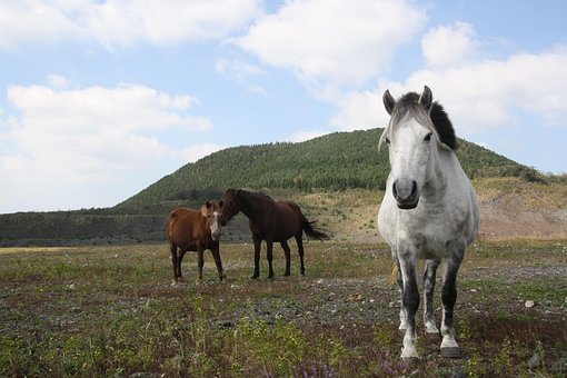 Free Words White Horse photo and picture