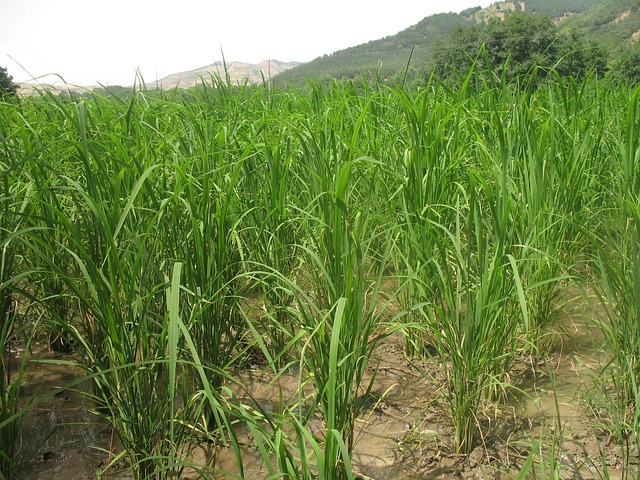 Free Rice Farm photo and picture