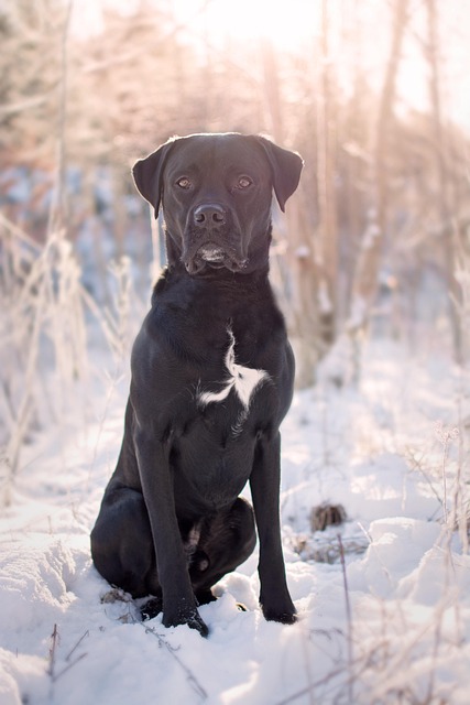 Preto, Cachorro, Bicho De Estimação