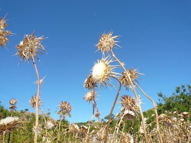 Cardo, Flor, Seco, Seca, Sol, Deserto
