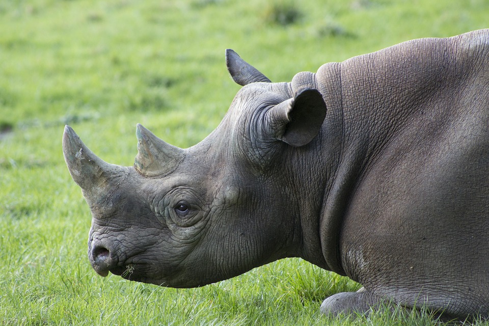 Rhino Africa Safari - Free photo on Pixabay - Pixabay