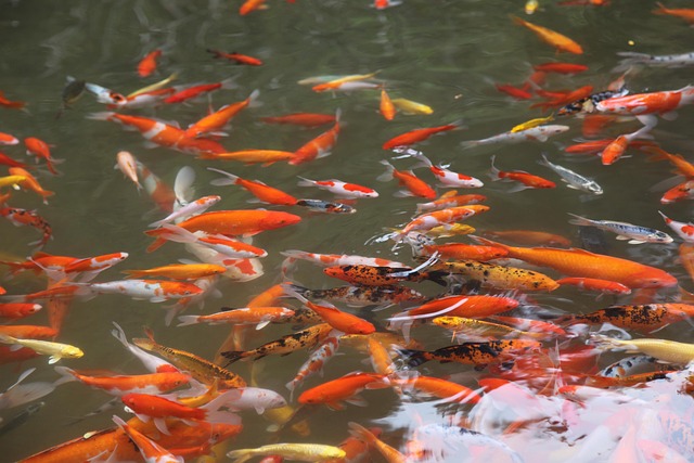 Free Fish Pool photo and picture