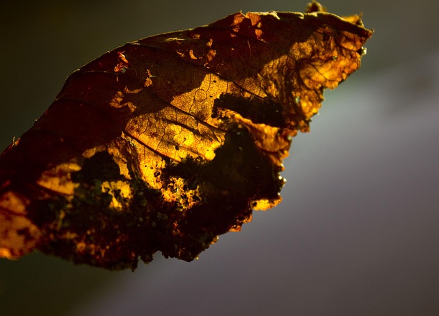 Free Leaf Fall photo and picture